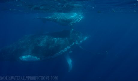 Whale Swims