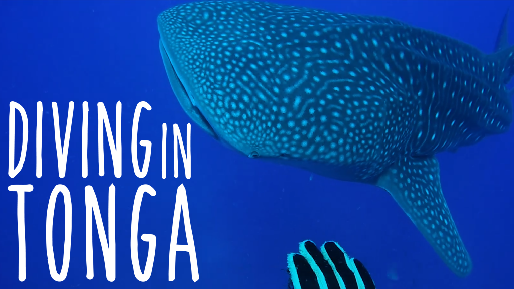 Underwater Ally Adventures Episode 8: Spearfishing in Tonga with Whale Sharks & Dogtooth Tuna